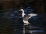 Winged duck