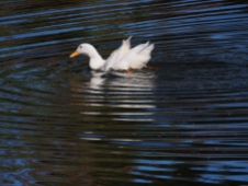Paddeling Duck