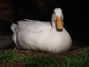 Mallard Duck, white