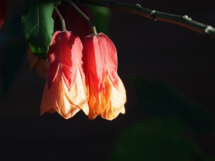 Flowering 'Maple'